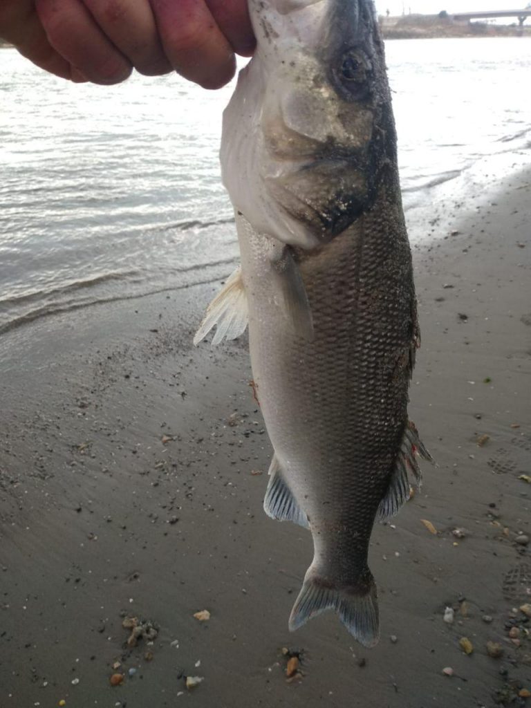 pesca libre valencia