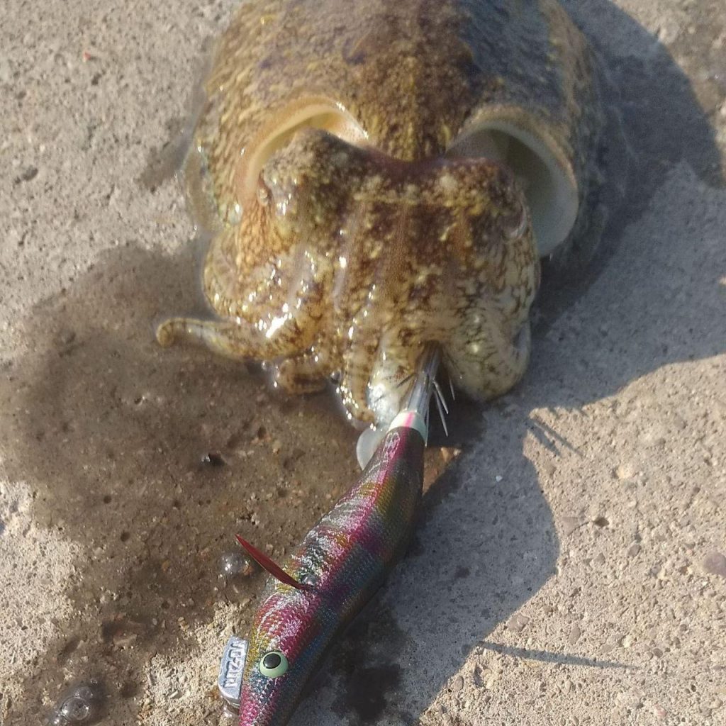 pesca recreativa valencia