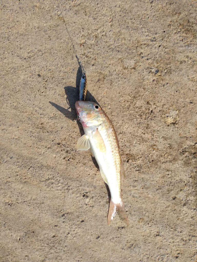 tiempo para pesca en valencia