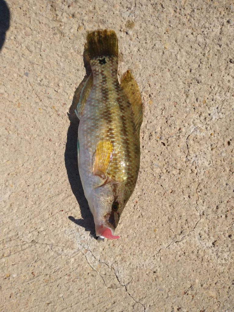 hobby pesca valencia