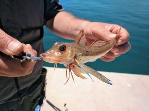 licencia pesca mar valencia